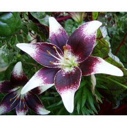 Lilia - Netty's Pride - 1 cebula