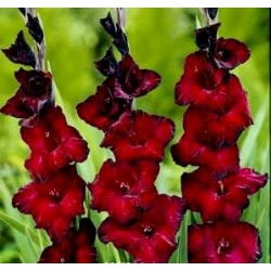 Gladiolus - Mieczyk Black Surprise - 5 cebulek