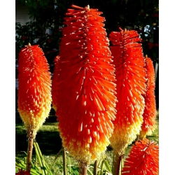 Kniphofia - Trytoma czerwono-żółta - Płonąca Pochodnia - 1 kłącze
