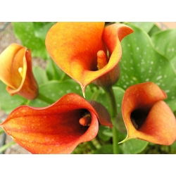 Zantedeschia, Calla - Kalla, Kalia pomarańczowa - 1 cebula