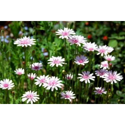 Pępawa - 425 nasion