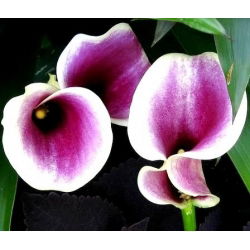 Zantedeschia, Calla - Kalla, Kalia fioletowo-biała - Picasso - 1 cebula