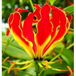 Gloriosa - Glorioza - 1 cebulka