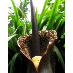 Palczycha - Sauromatum venosum - 1 cebula