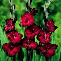 Gladiolus - Mieczyk Black Surprise - 5 cebulek