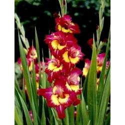Gladiolus - Mieczyk Far West - 5 cebulek