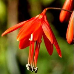 Bessera elegans - 5 cebulek