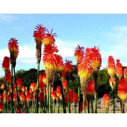 Kniphofia - Trytoma czerwono-żółta - Płonąca Pochodnia - 1 kłącze