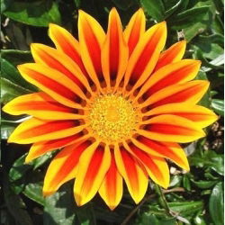 Gazania wielkokwiatowa - 125 nasion