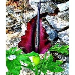 Dracunculus vulgaris - Smocza lilia - 1 cebula