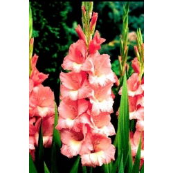 Gladiolus - Mieczyk Spic and Span - 5 cebulek