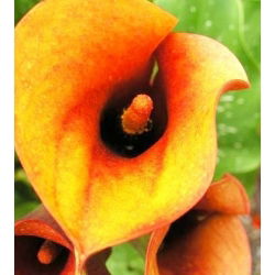 Zantedeschia, Calla - Kalla, Kalia pomarańczowa - 1 cebula