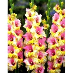 Gladiolus - Mieczyk Mon Amour - 5 cebulek