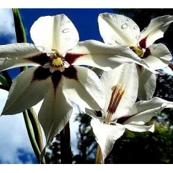 Acidanthera Murielae, Bicolor - Mieczyk abisyński - 20 cebulek