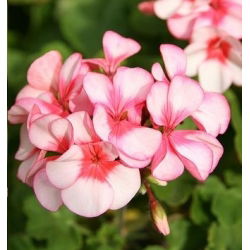 Pelargonia bluszczolistna - 5 nasion