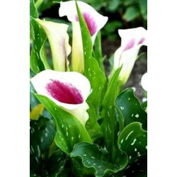 Zantedeschia, Calla - Kalla, Kalia fioletowo-biała - Picasso - 1 cebula