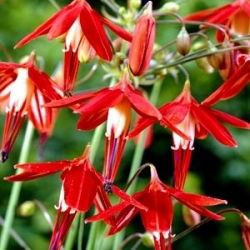 Bessera elegans - 5 cebulek