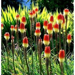 Kniphofia - Trytoma czerwono-żółta - Płonąca Pochodnia - 1 kłącze
