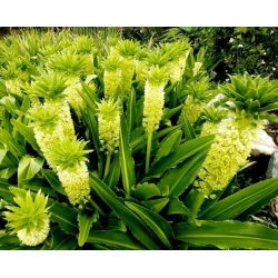 Lilia ananasowa - Eukomis jesienna - 2 cebule