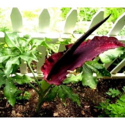 Dracunculus vulgaris - Smocza lilia - 1 cebula