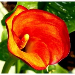 Zantedeschia, Calla - Kalla, Kalia pomarańczowa - 1 cebula