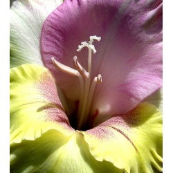 Gladiolus - Mieczyk Mon Amour - 5 cebulek