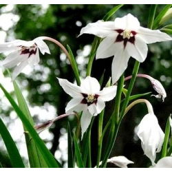 Acidanthera Murielae, Bicolor - Mieczyk abisyński - 20 cebulek