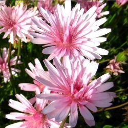 Pępawa - 425 nasion