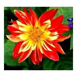 Dalia La Gioconda - 1 karpa