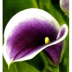 Zantedeschia, Calla - Kalla, Kalia fioletowo-biała - Picasso - 1 cebula