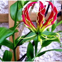 Gloriosa - Glorioza - 1 cebulka