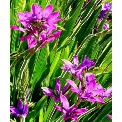 Babiana Kew Hybrids - mix kolorów - 10 cebulek