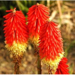 Kniphofia - Trytoma czerwono-żółta - Płonąca Pochodnia - 1 kłącze