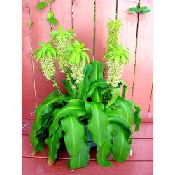 Lilia ananasowa - Eukomis jesienna - 2 cebule