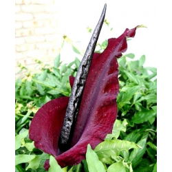 Dracunculus vulgaris - Smocza lilia - 1 cebula