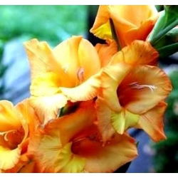 Gladiolus - Mieczyk Princess Margaret Rose - 5 cebulek