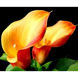 Zantedeschia, Calla - Kalla, Kalia pomarańczowa - 1 cebula