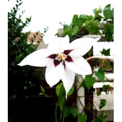 Acidanthera Murielae, Bicolor - Mieczyk abisyński - 20 cebulek