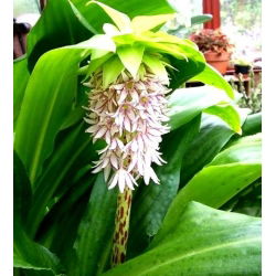 Lilia ananasowa - Eukomis jesienna - 2 cebule