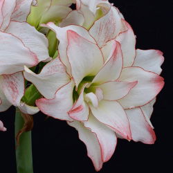Hippeastrum, Amarylis, Zwartnica - Aphrodite - 1 cebula