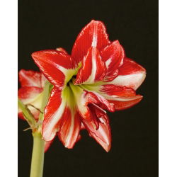 Hippeastrum, Amarylis, Zwartnica - Pasadena - 1 cebula