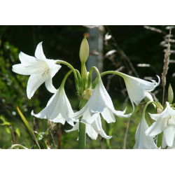 Crinum Album - Krynka biała - 1 cebula