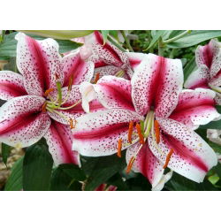 Lilia orientalna Dizzy - 1 cebula