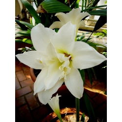 Hippeastrum, Amarylis, Zwartnica - Jewel - 1 cebula