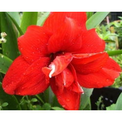 Hipeastrum - Amarylis - Red Peacock - 1 cebula
