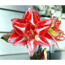 Hippeastrum, Amarylis, Zwartnica - Pasadena - 1 cebula
