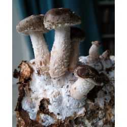 Shiitake - Grzyb długowieczności - grzybnia na kołkach