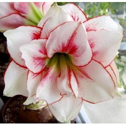 Hippeastrum, Amarylis, Zwartnica - Aphrodite - 1 cebula