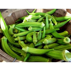Ketmia jadalna - Okra - 30 nasion