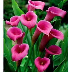 Zantedeschia, Calla – Kalla, Kalia Różowa - 1 cebula